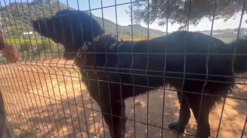 Antalya'da kaçak köpek üretimine ceza Üretime 327 bin şikayet edene 457 bin