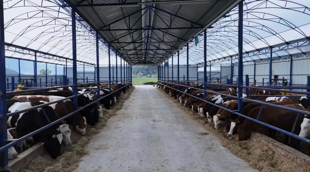 Kuytu Büyükbaş Besi Çiftliğinde kurbanlıklar sizi bekliyor