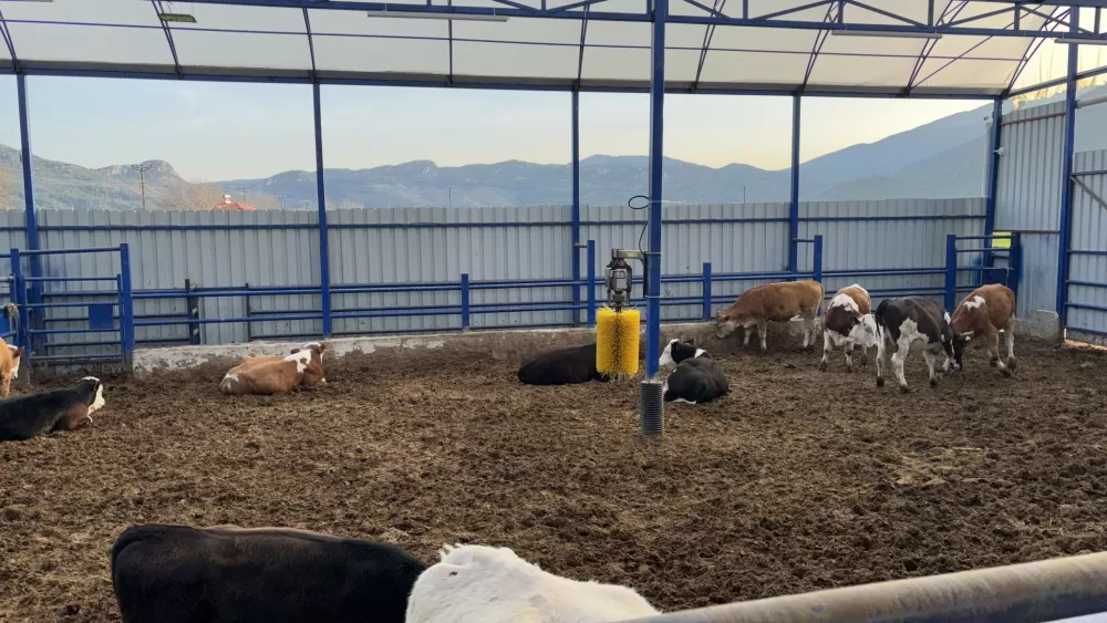 Kuytu Büyükbaş Besi Çiftliğinde kurbanlıklar sizi bekliyor