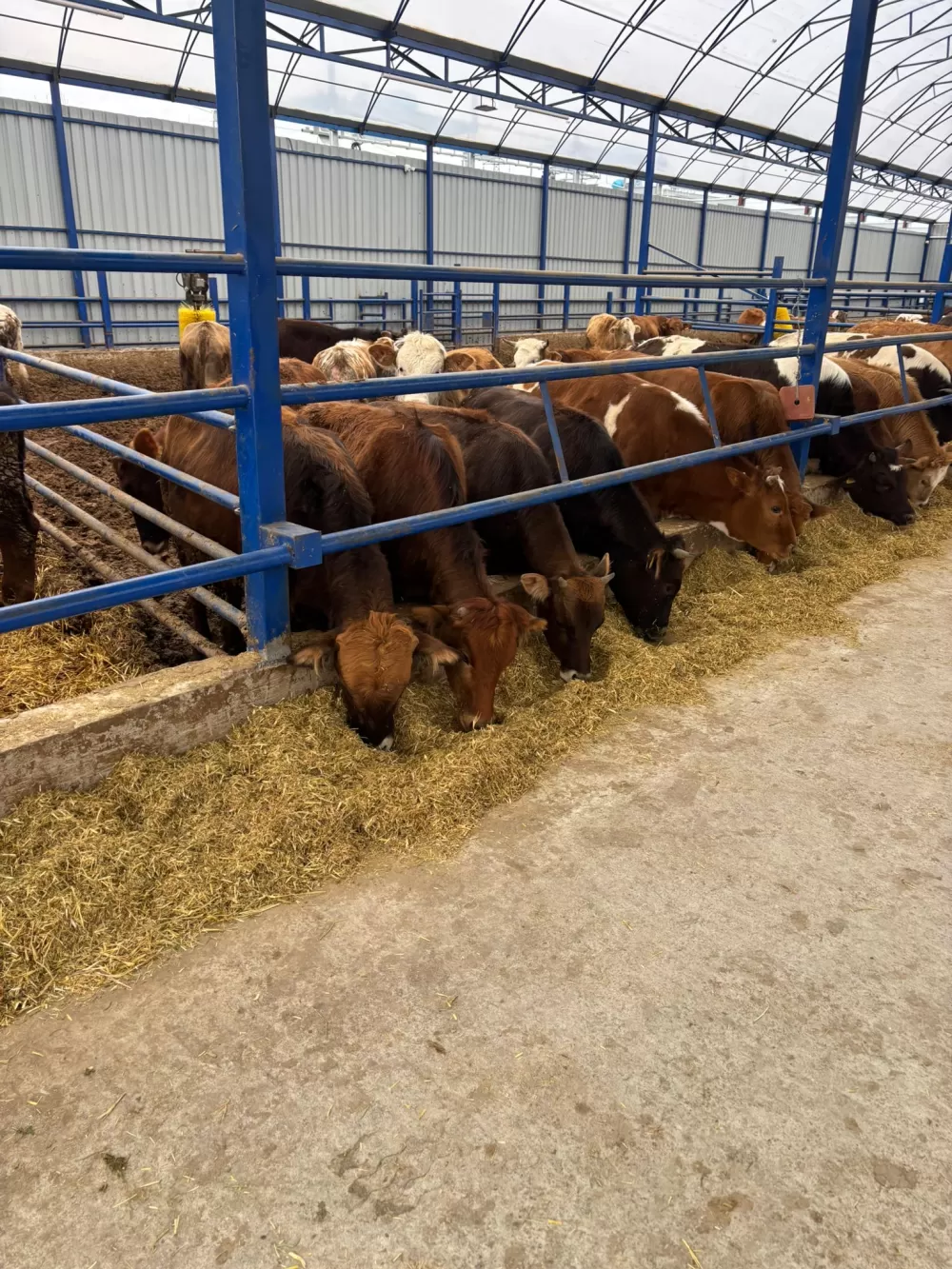 Kuytu Büyükbaş Besi Çiftliğinde kurbanlıklar sizi bekliyor