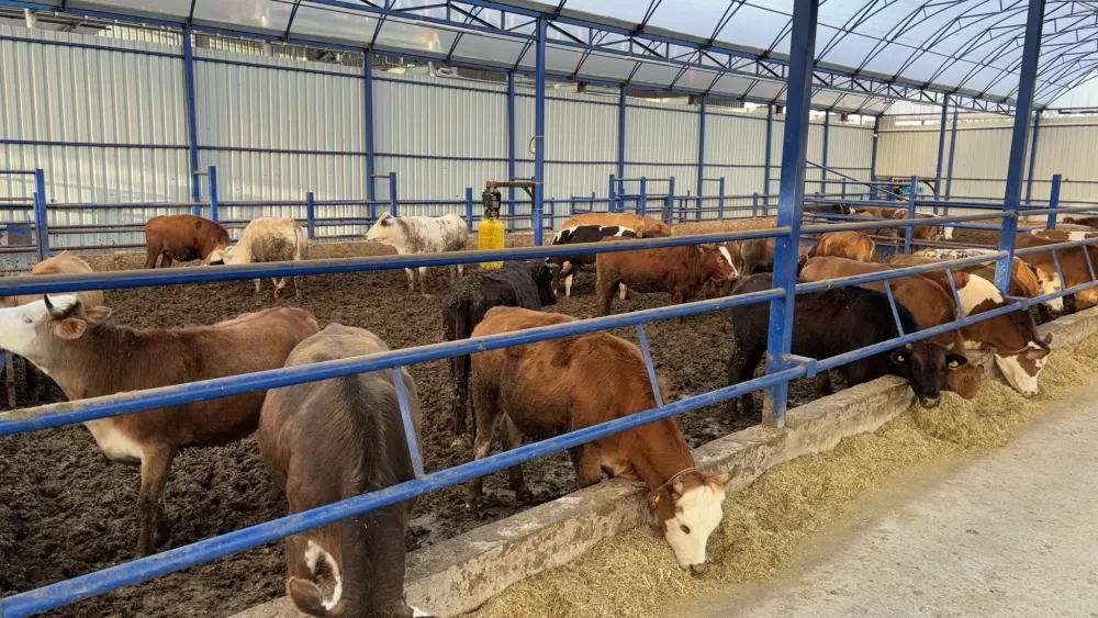 Kuytu Büyükbaş Besi Çiftliğinde kurbanlıklar sizi bekliyor