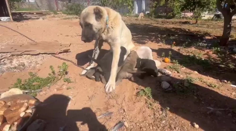 Antalya'da kaçak köpek üretimine ceza Üretime 327 bin şikayet edene 457 bin