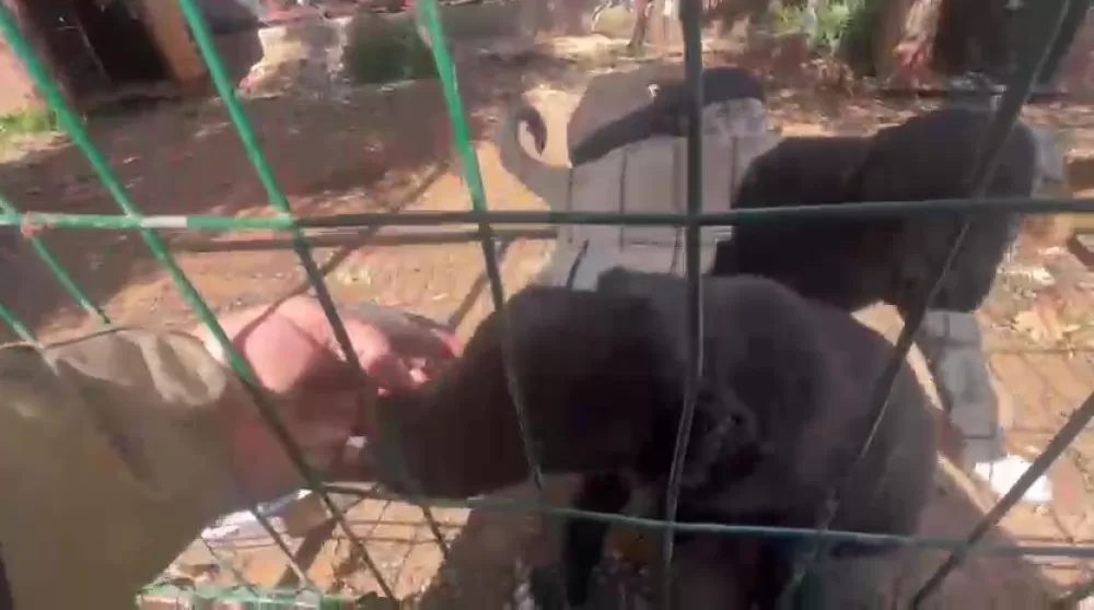 Antalya'da kaçak köpek üretimine ceza Üretime 327 bin şikayet edene 457 bin