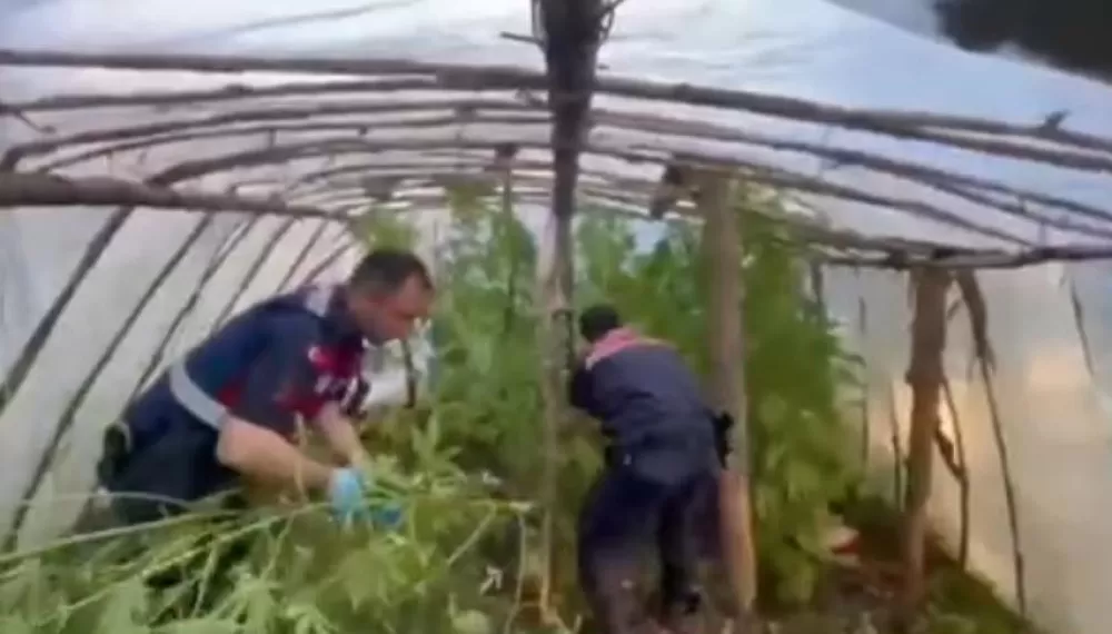 Antalya Serik’te Serayı Uyuşturucu Tarlasına Çeviren Şüpheli Yakalandı