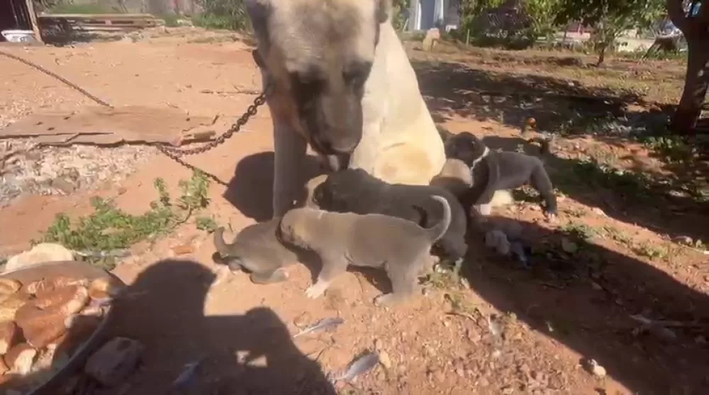 Antalya'da kaçak köpek üretimine ceza Üretime 327 bin şikayet edene 457 bin