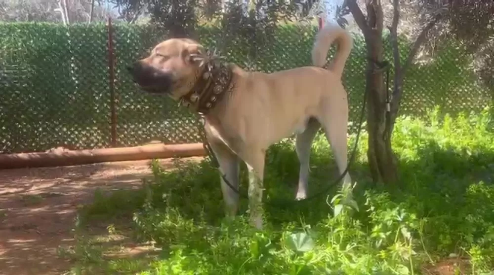 Antalya'da kaçak köpek üretimine ceza Üretime 327 bin şikayet edene 457 bin