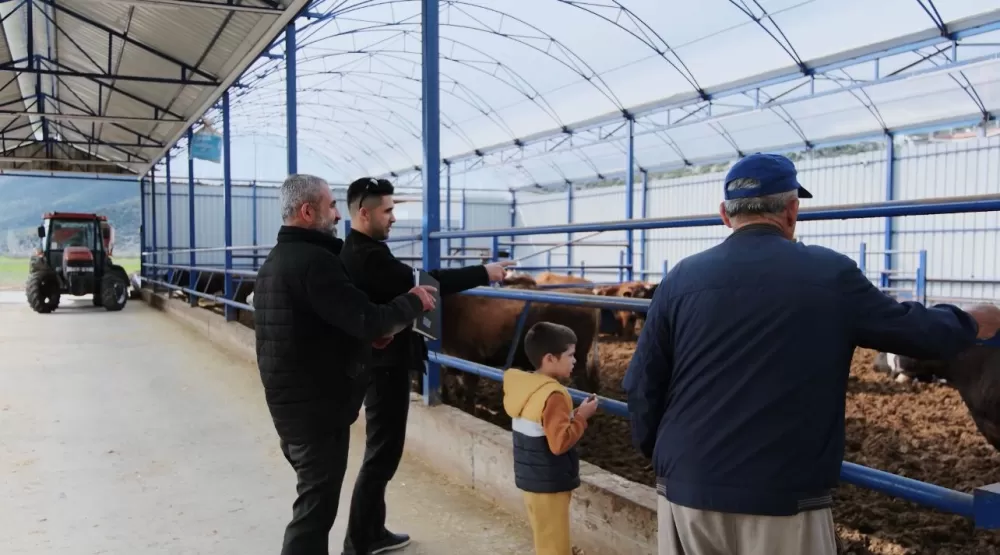 Kuytu Büyükbaş Besi Çiftliğinde kurbanlıklar sizi bekliyor