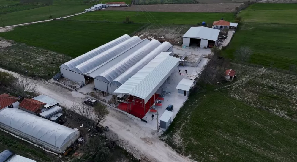 Kuytu Büyükbaş Besi Çiftliğinde kurbanlıklar sizi bekliyor