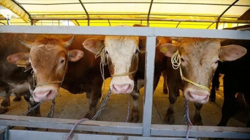 Kurban Bayramı'nda Bunu Yapan Yandı 839 Bin Liraya Varan Cezalar Geliyor