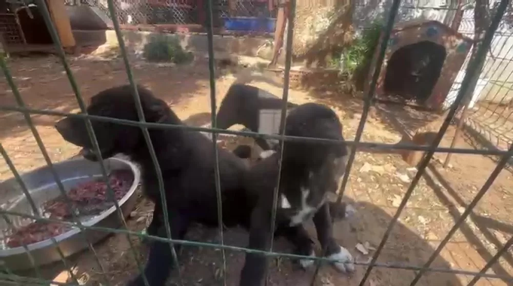 Antalya'da kaçak köpek üretimine ceza Üretime 327 bin şikayet edene 457 bin