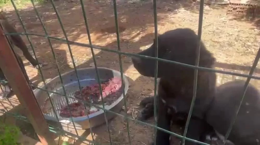 Antalya'da kaçak köpek üretimine ceza Üretime 327 bin şikayet edene 457 bin