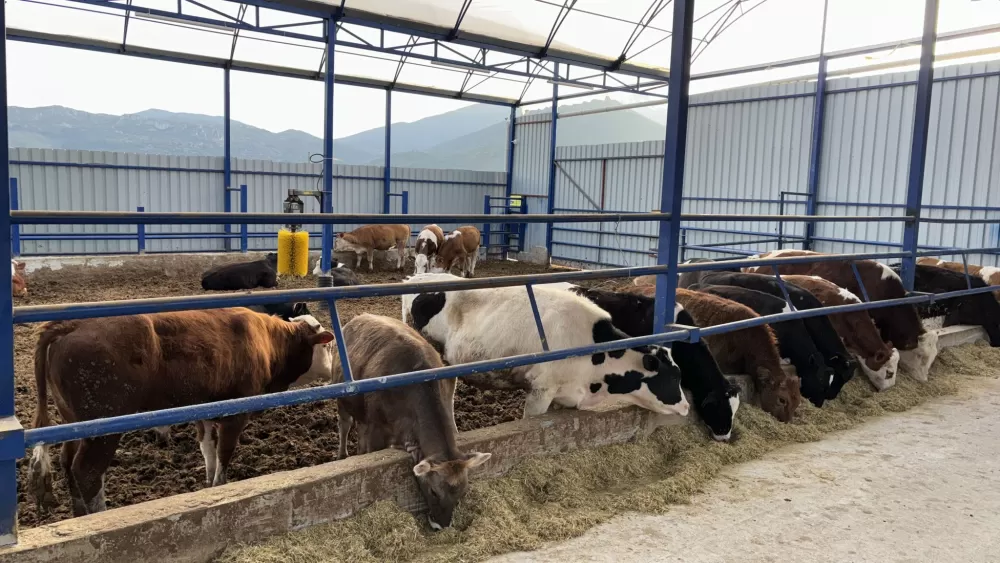 Kuytu Büyükbaş Besi Çiftliğinde kurbanlıklar sizi bekliyor