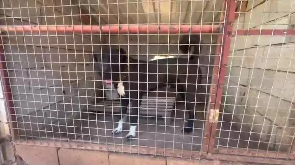 Antalya'da kaçak köpek üretimine ceza Üretime 327 bin şikayet edene 457 bin