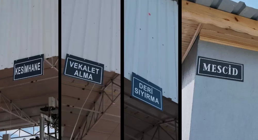 Kuytu Büyükbaş Besi Çiftliğinde kurbanlıklar sizi bekliyor