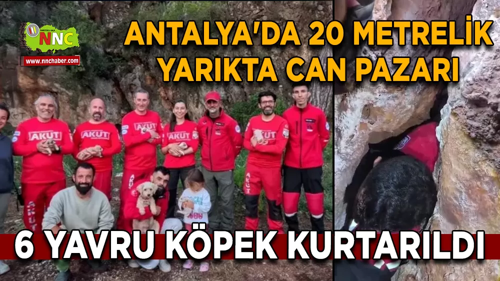 Antalya'da 20 metrelik yarıkta can pazarı 6 Yavru köpek kurtarıldı