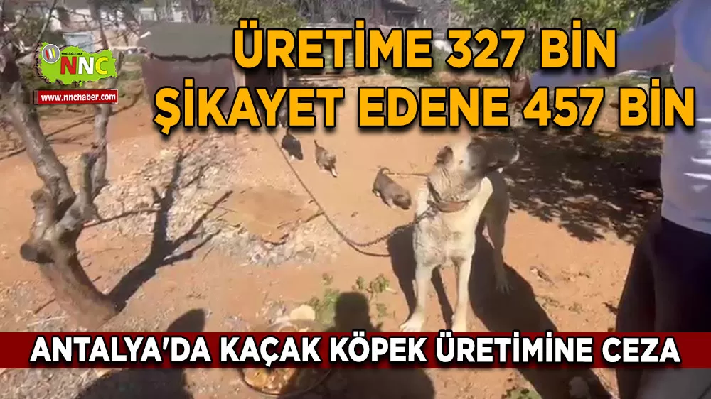 Antalya'da kaçak köpek üretimine ceza Üretime 327 bin şikayet edene 457 bin