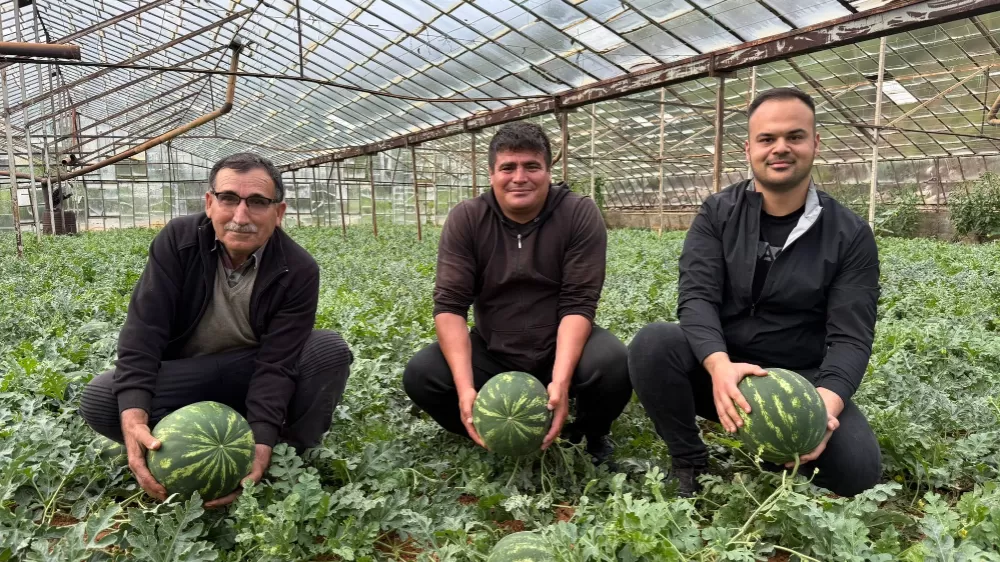 Antalya'da kış karpuzu hasadı için geri sayım başladı