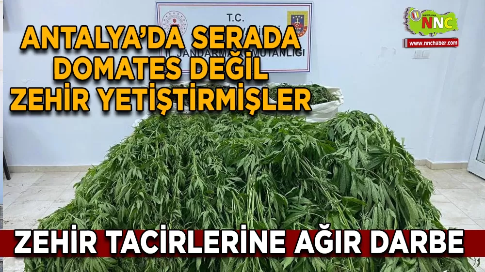Antalya’da Serada Domates Değil Zehir Yetiştirmişler