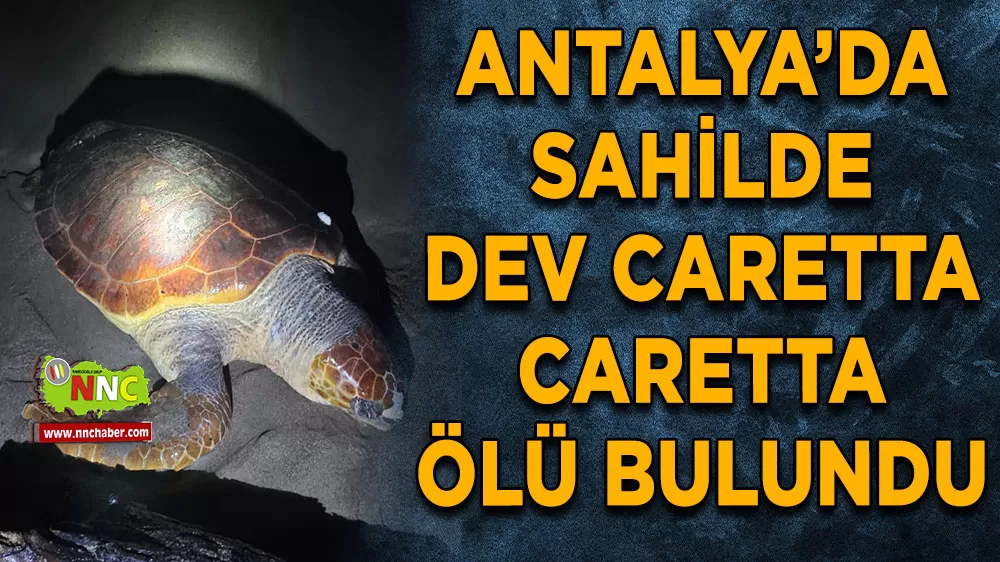 Antalya Serik sahilinde dev caretta caretta ölü bulundu