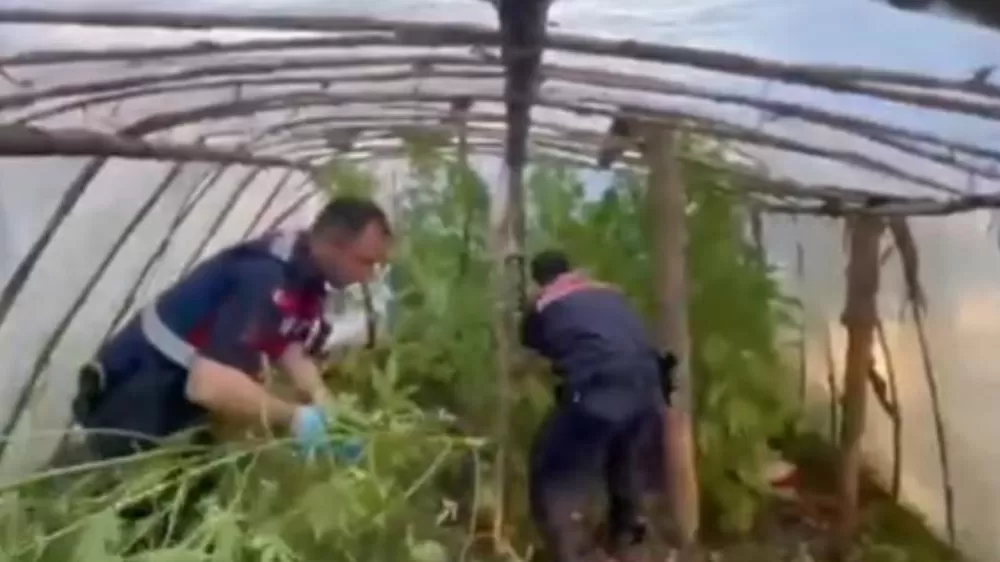 Antalya Serik’te Serayı Uyuşturucu Tarlasına Çeviren Şüpheli Yakalandı