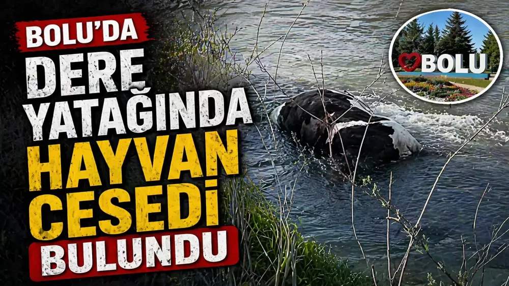 Bolu’da Dere Yatağında Şok Görüntü