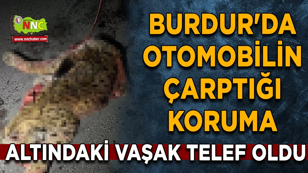 Burdur'da otomobilin çarptığı koruma altındaki vaşak telef oldu