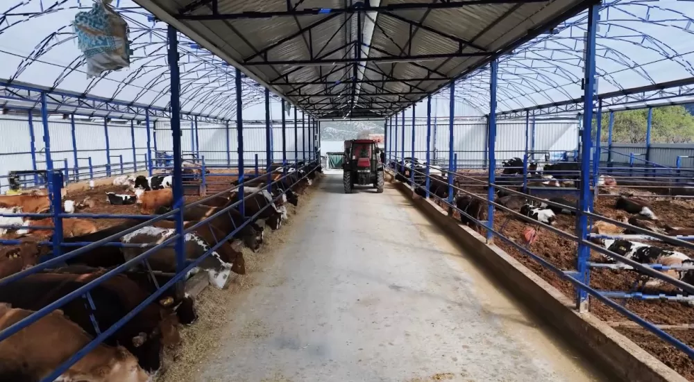 Kuytu Büyükbaş Besi Çiftliğinde kurbanlıklar sizi bekliyor