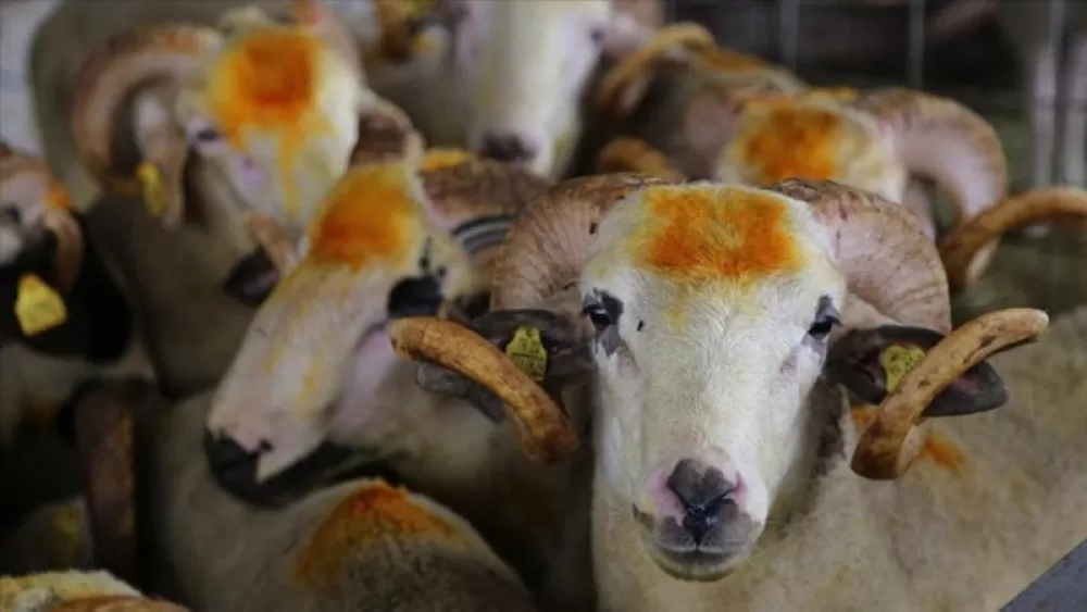 Kurban Bayramı'nda Bunu Yapan Yandı 839 Bin Liraya Varan Cezalar Geliyor