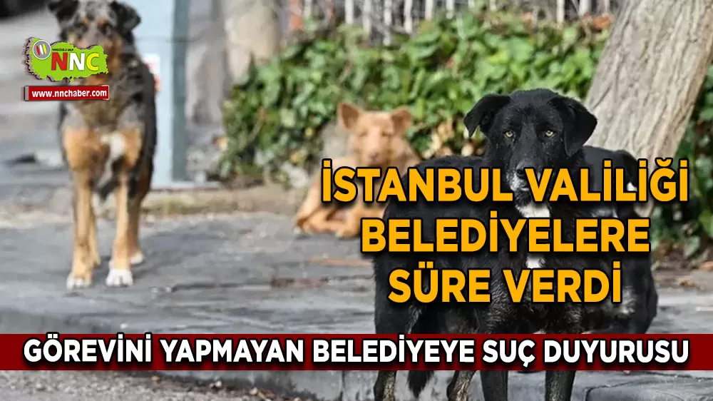 İstanbul Valiliğinden belediyelere sokak köpeği talimatı! Mayıs sonuna kadar toplayın