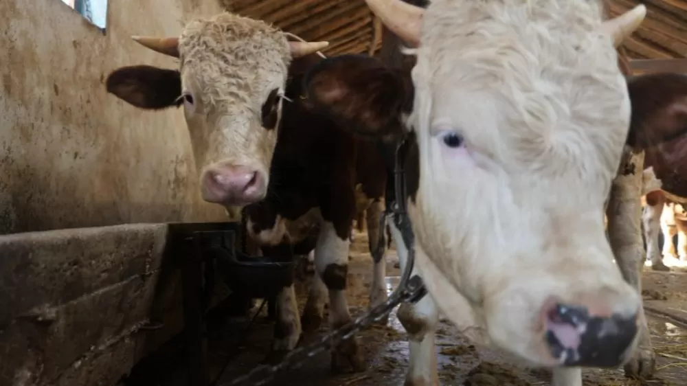 Kurbanlık Alacaklar Dikkat Uzmanlardan Kritik Uyarı