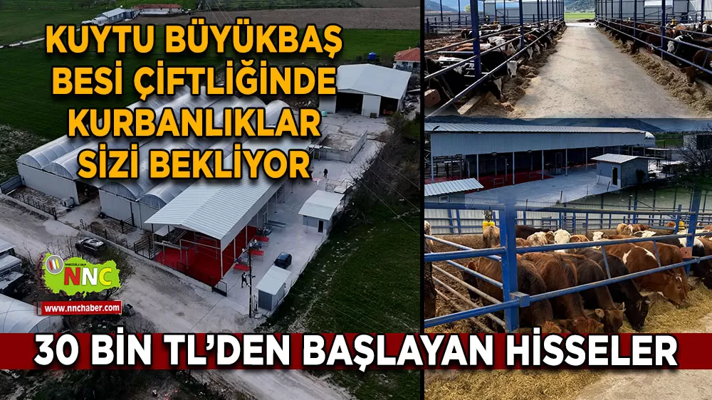 Kuytu Büyükbaş Besi Çiftliğinde kurbanlıklar sizi bekliyor