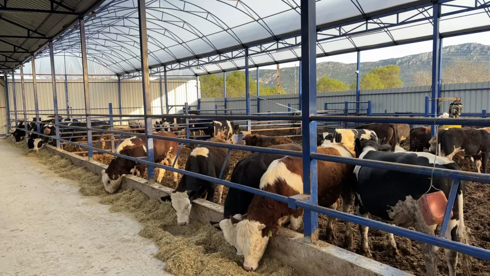 Kuytu Büyükbaş Besi Çiftliğinde kurbanlıklar sizi bekliyor