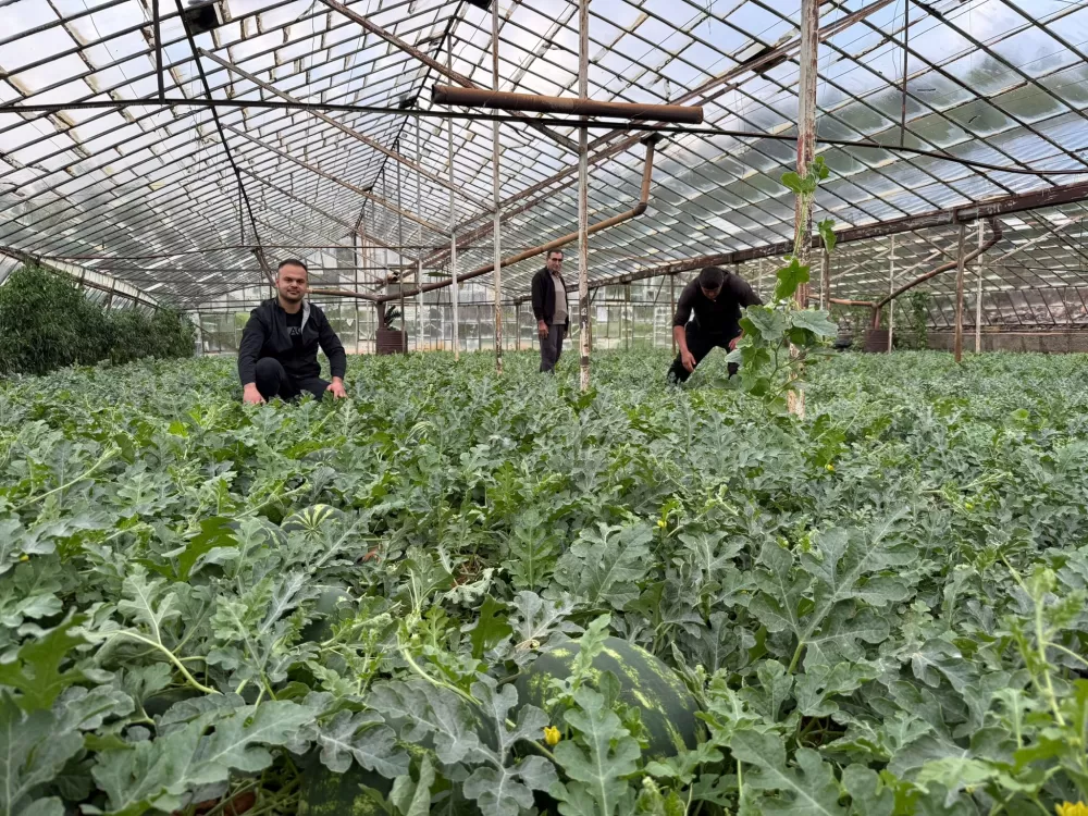 Antalya'da kış karpuzu hasadı için geri sayım başladı