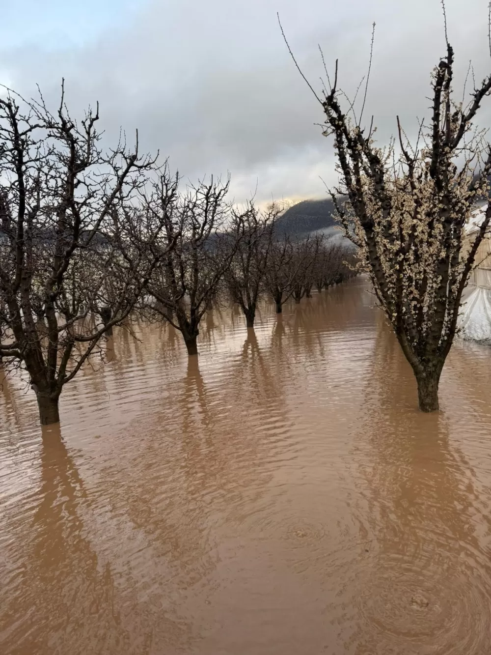 Antalya  Elmalı'da dereler taştı, tarım alanları sular altında kaldı