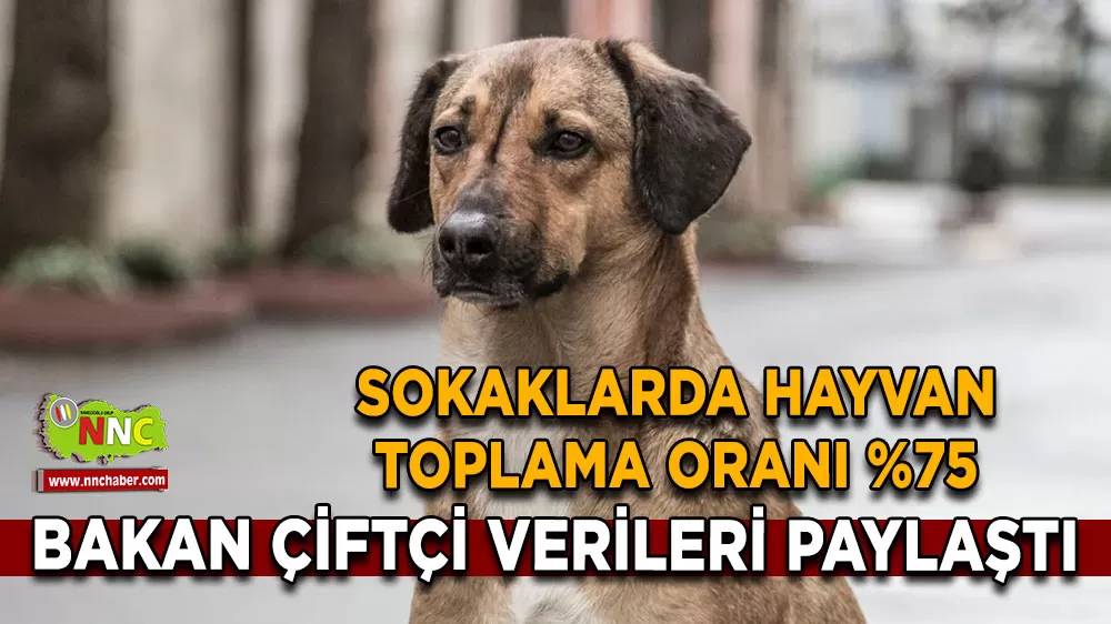 Sokak hayvanlarının %75'i toplandı, 51 il kontrol altında