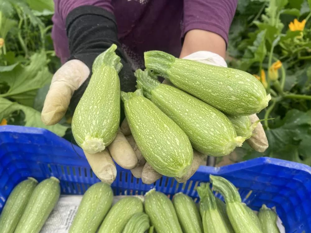 Antalya'da Seradan Pazara Kadın Emeğiyle Büyük Başarı
