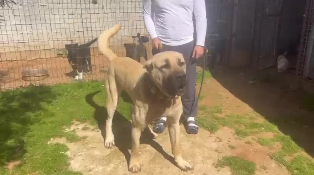 Antalya'da kaçak köpek üretimine ceza Üretime 327 bin şikayet edene 457 bin