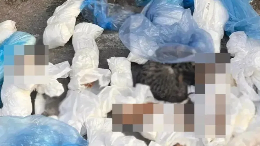 İzmir Buca’da Canilik: Çöp Konteynerinde 33 Kedi Ölü Bulundu