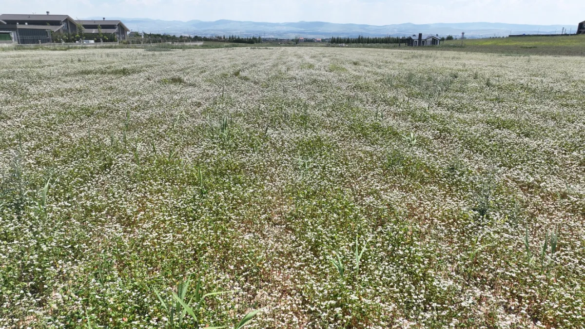 Gölbaşı’nda Karabuğdaydan Bal Üretimine Bilimsel Adım