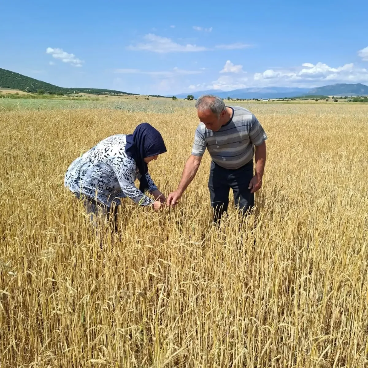 BUCAK’TA HASAT ÖNCESİ TARLA İNCELEMESİ
