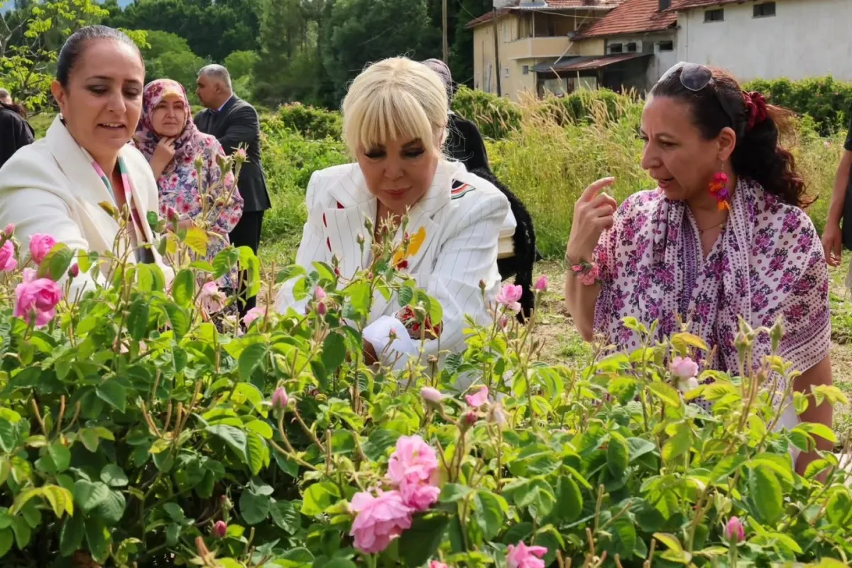 Vali Bilgihan ve Safiye Soyman gül hasadında buluştu
