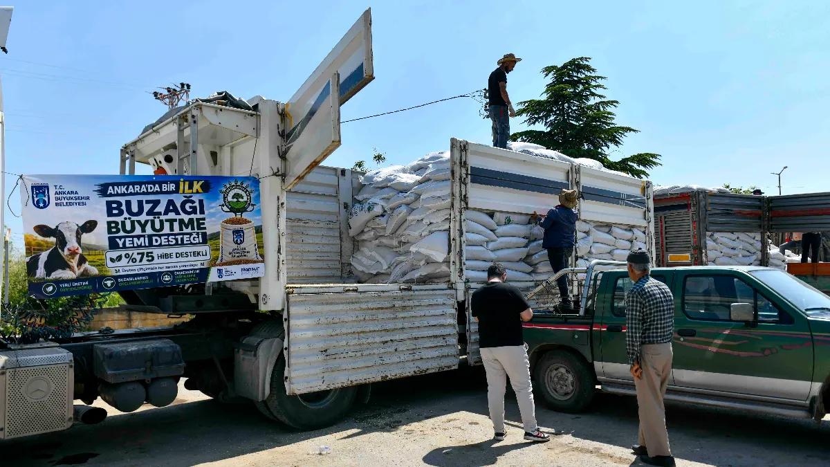 Ankara Büyükşehir’den Üreticiye Buzağı Yemi Desteği