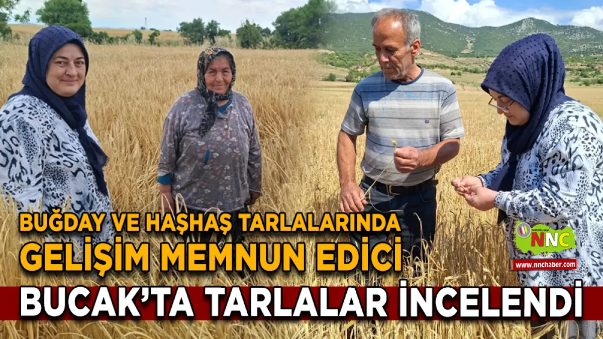 BUCAK’TA HASAT ÖNCESİ TARLA İNCELEMESİ