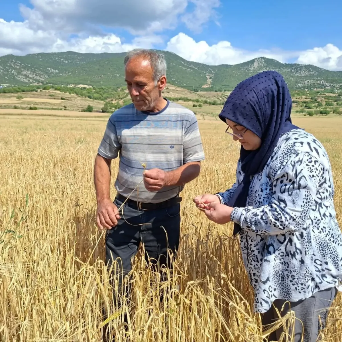 BUCAK’TA HASAT ÖNCESİ TARLA İNCELEMESİ