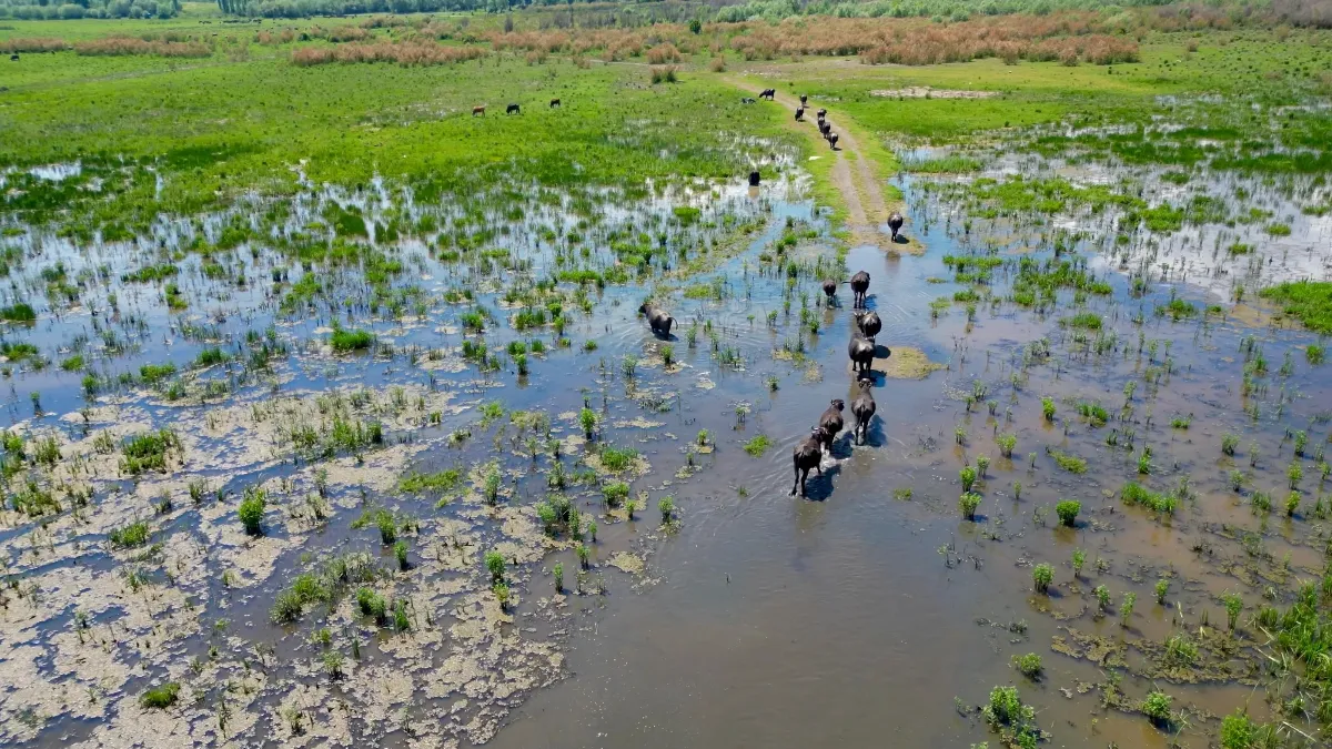  Eber Gölü'nde oluşan manzara Serengeti Parkı'nı aratmadı