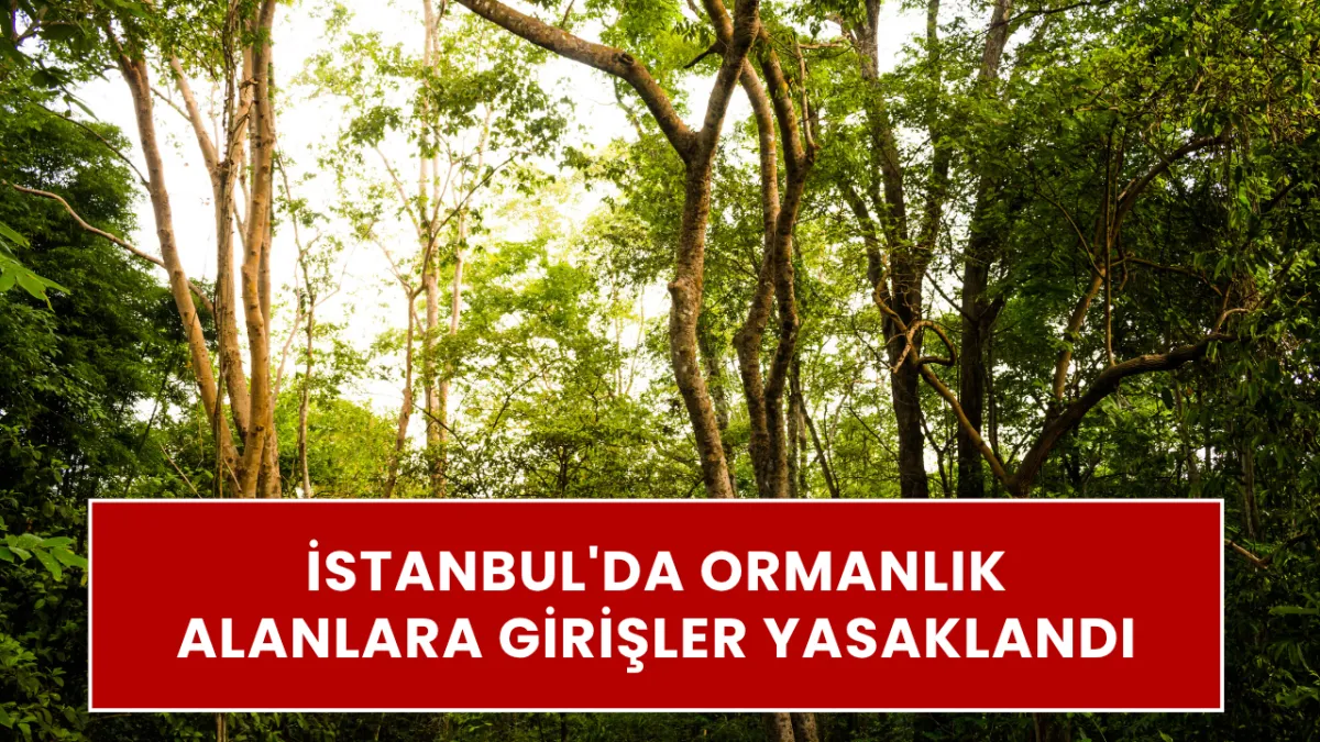 İSTANBUL'DA ORMANLARA GİRİŞ TAMAMEN YASAKLANDI! Valilik tarihi verdi: Mangal, tüp ve nargile yakan yandı