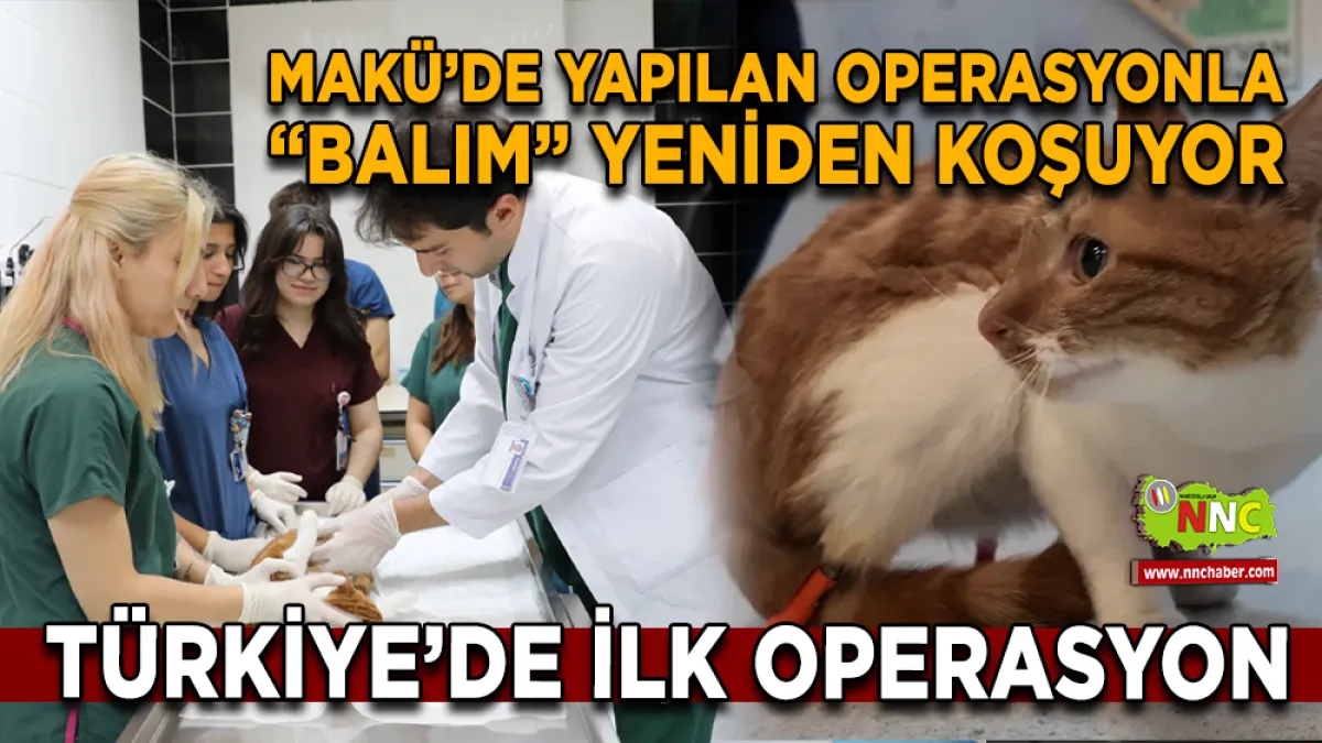 MAKÜ’de Kediye Özel Protez Operasyonu Yapıldı