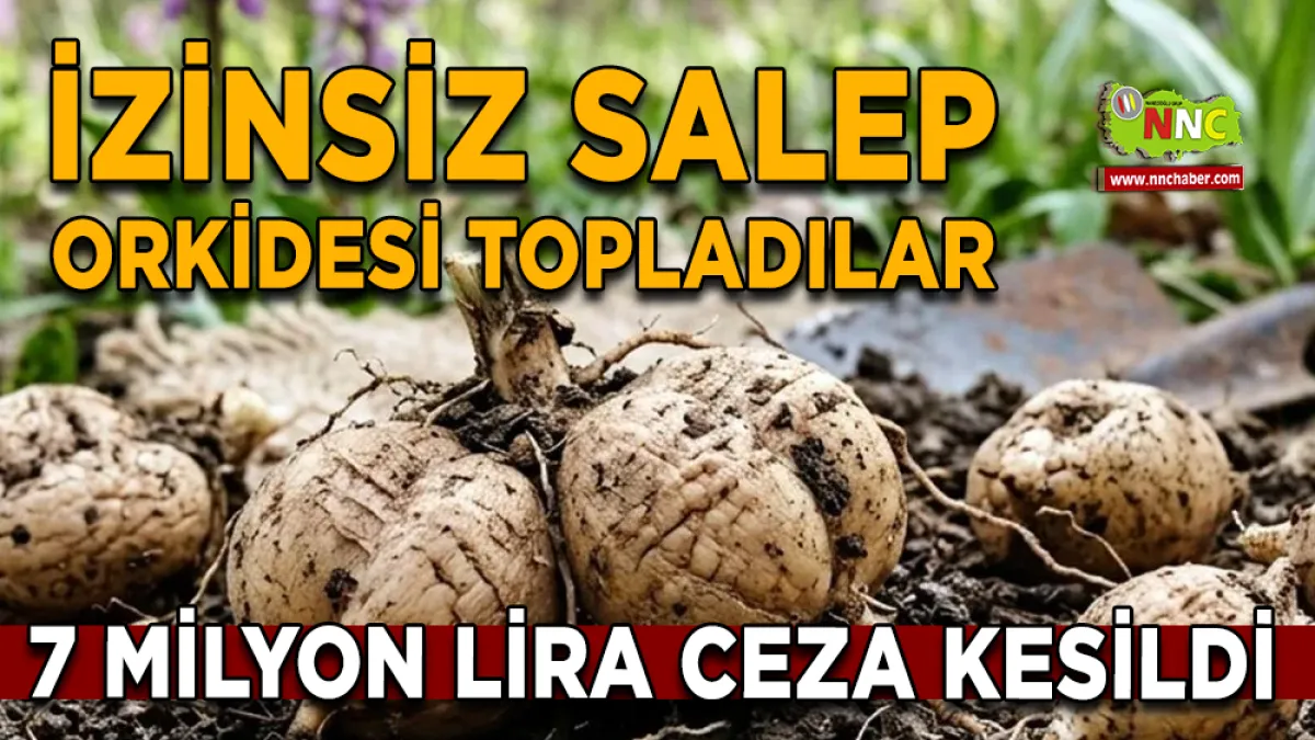 Salep orkidesi toplayanlara 7 milyon liraya yakın ceza