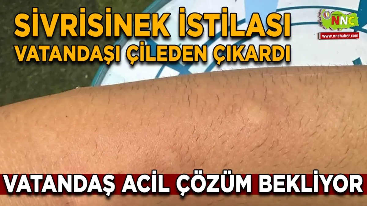 Serik'te Sivrisinek İstilası Vatandaşı Çileden Çıkardı: Çözüm Bekleniyor