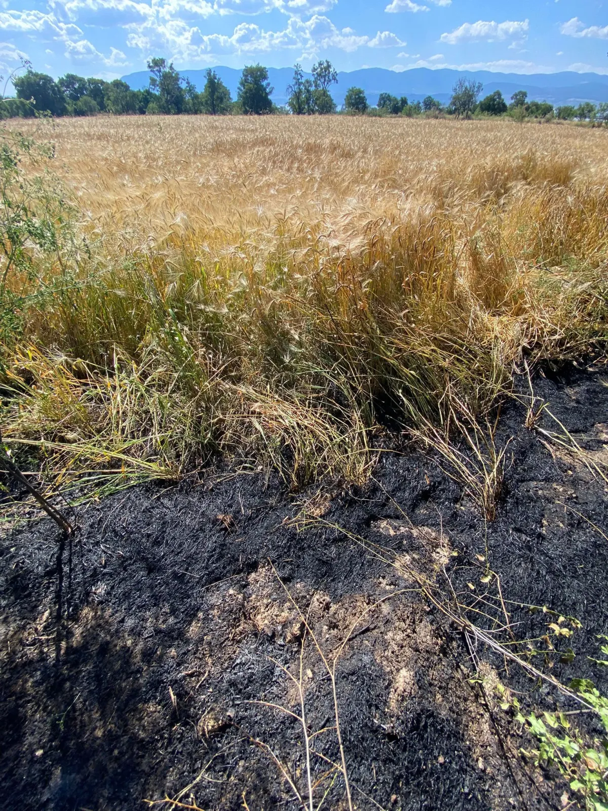 Burdur’da Arazi Yangını Ekili Alanlara Sıçramadan Söndürüldü